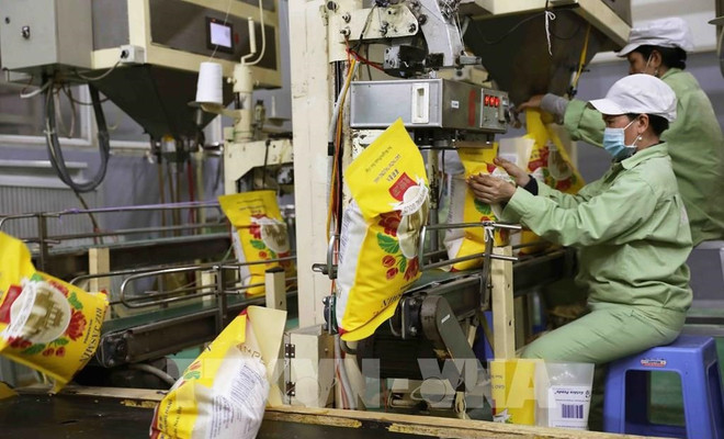 2024年越南大米出口前景广阔 ảnh 2 2024年越南大米出口前景广阔 ảnh 2