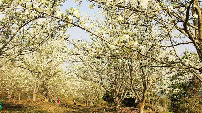漫山遍野的红泰梨花 令人陶醉的一道风景线 ảnh 1