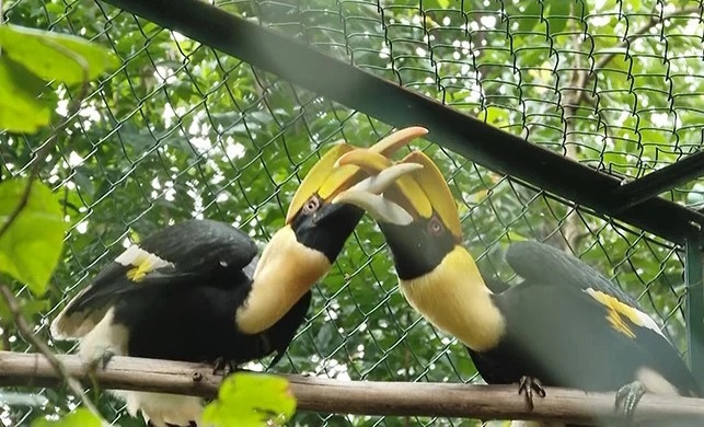 广平省风芽-格邦国家公园成为更多野生生物的家园 ảnh 1