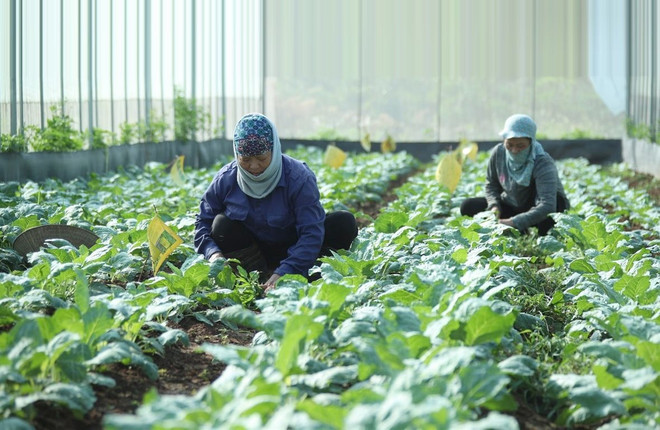 河内市打通有机农业发展节点 ảnh 1