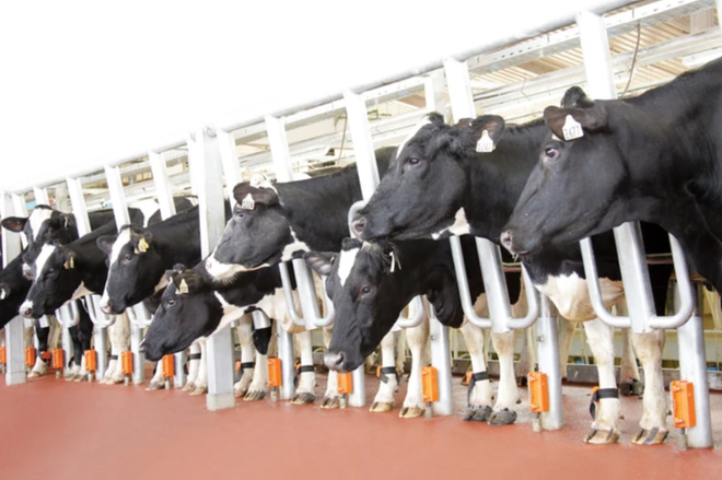 俄罗斯联邦卡卢加州农业部长访问TH TRUE MILK奶牛场: “我们钦佩并吸取许多宝贵的经验教训” ảnh 5 俄罗斯联邦卡卢加州农业部长访问TH TRUE MILK奶牛场: “我们钦佩并吸取许多宝贵的经验教训” ảnh 5