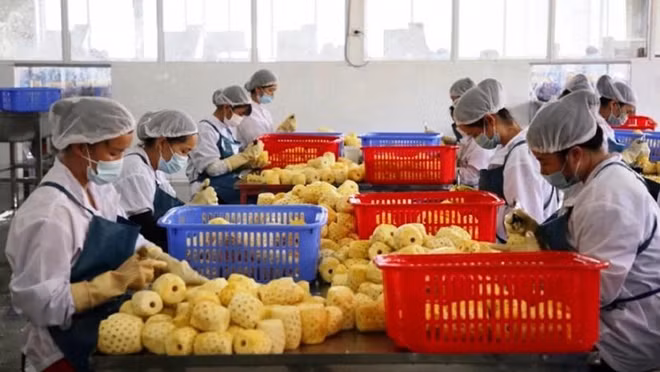 越南农产品出口企业获向中国出口的企业注册编号435个 ảnh 1