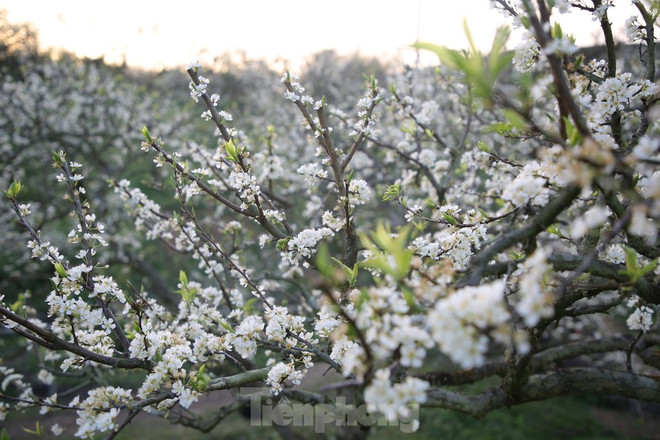 木州高原:春风十里不如“李” 洁白无瑕令人迷 ảnh 2 木州高原:春风十里不如“李” 洁白无瑕令人迷 ảnh 2