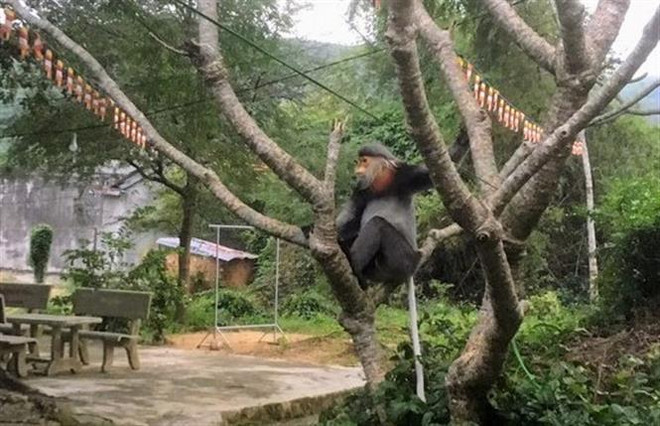 富安省采取措施保护3只稀有灰腿白臀叶猴 ảnh 2 富安省采取措施保护3只稀有灰腿白臀叶猴 ảnh 2