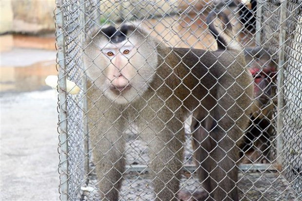 承天顺化省将一只猪尾猴放归大自然 ảnh 1 承天顺化省将一只猪尾猴放归大自然 ảnh 1