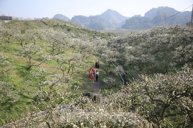 木州高原:春风十里不如“李” 洁白无瑕令人迷 ảnh 1 木州高原:春风十里不如“李” 洁白无瑕令人迷 ảnh 1