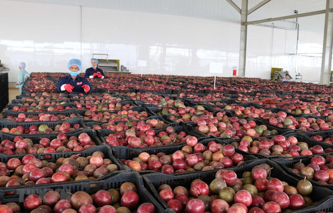 EVFTA——越南蔬果扩大出口市场的绝佳机会 ảnh 1 EVFTA——越南蔬果扩大出口市场的绝佳机会 ảnh 1