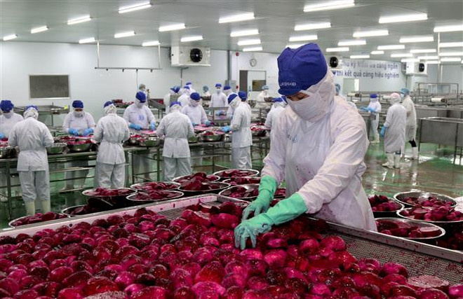 越南努力扩大农产品出口市场 ảnh 1