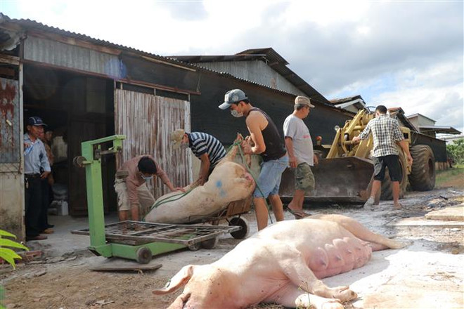 全力以赴做好非洲猪瘟疫情防控 ảnh 1 全力以赴做好非洲猪瘟疫情防控 ảnh 1