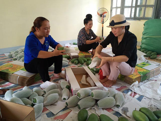 山罗省芒果成功出口英国 果农努力扩大销售市场 ảnh 1