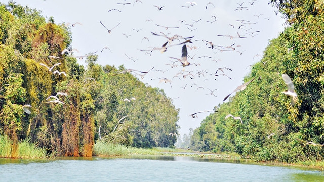 别具一格的朗森湿地保护区 ảnh 1