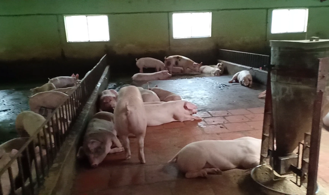 全力以赴做好非洲猪瘟疫情防控 ảnh 2 全力以赴做好非洲猪瘟疫情防控 ảnh 2