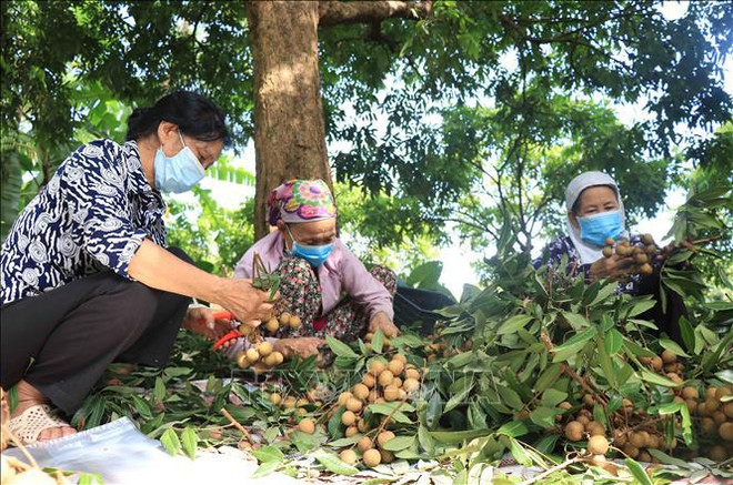 兴安首家合作社将龙眼远销欧盟市场 ảnh 1