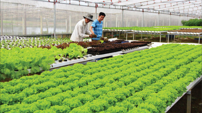 疫情围困之下 农产品出口获大丰收 ảnh 1 疫情围困之下 农产品出口获大丰收 ảnh 1