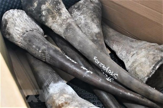 岘港市在海运进口集装箱中发现大量犀牛角和珍稀动物骨骼 ảnh 1 岘港市在海运进口集装箱中发现大量犀牛角和珍稀动物骨骼 ảnh 1