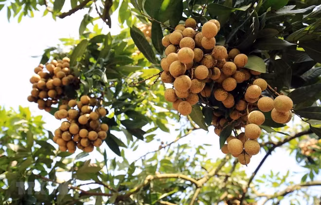 21个国家和地区配合销售兴安省龙眼 ảnh 1 21个国家和地区配合销售兴安省龙眼 ảnh 1