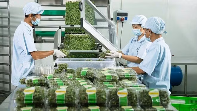 向北欧出口蔬菜和水果:面向方便和有机的产品 ảnh 1 向北欧出口蔬菜和水果:面向方便和有机的产品 ảnh 1