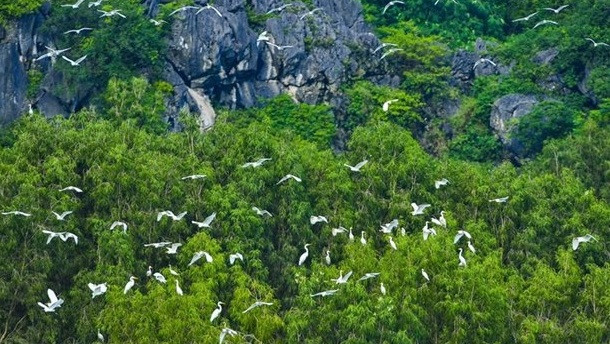 加强国际合作 促进生物多样性 ảnh 2 加强国际合作 促进生物多样性 ảnh 2