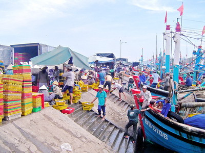 欧洲记者代表团赴平定省了解IUU黄牌警告克服情况 ảnh 1