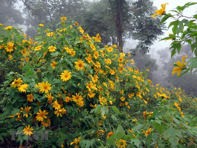 巴维国家公园肿柄菊盛开 吸引大量游客前来参观 ảnh 2 巴维国家公园肿柄菊盛开 吸引大量游客前来参观 ảnh 2