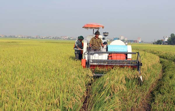 永福省为农业发展注入动力 ảnh 1 永福省为农业发展注入动力 ảnh 1