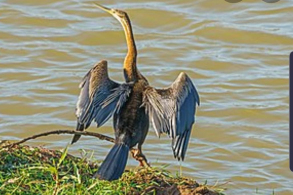 越南同奈省发现濒危动物--蛇鸟 ảnh 1 越南同奈省发现濒危动物--蛇鸟 ảnh 1