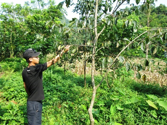 北件省着力打造无粒柿子品牌 ảnh 2