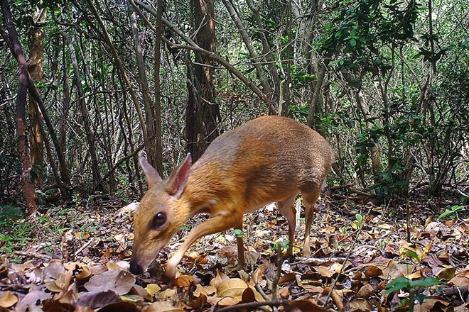 越南发现30年来疑似已经灭绝的世界上最小偶蹄动物 ảnh 1 越南发现30年来疑似已经灭绝的世界上最小偶蹄动物 ảnh 1