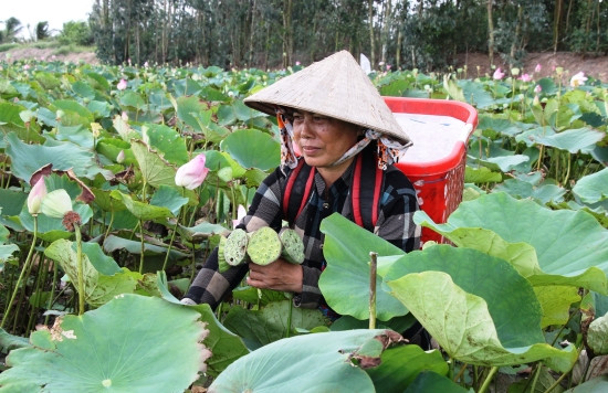 坚江省农民实现农业结构调整 广泛稻田种植莲花 ảnh 1 坚江省农民实现农业结构调整 广泛稻田种植莲花 ảnh 1