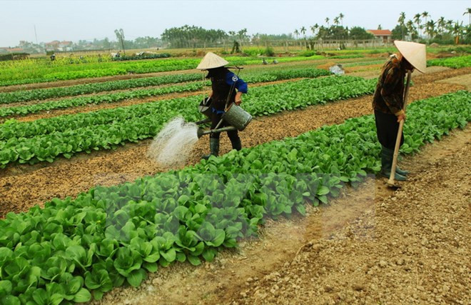 越南多措并举提高农业职业技能培训效果 ảnh 1 越南多措并举提高农业职业技能培训效果 ảnh 1