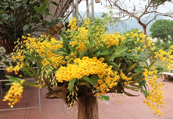 清香宜人的莱州兰花吸引大量参观者驻足观看 ảnh 2