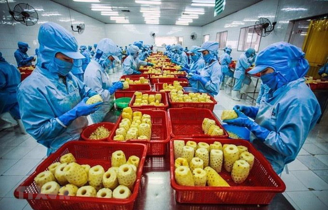 越南蔬果出口释放积极信号 ảnh 1 越南蔬果出口释放积极信号 ảnh 1