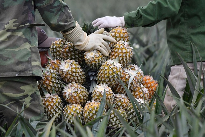 第一季度越南蔬果出口回升 ảnh 1