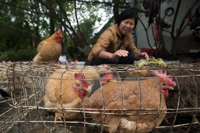 越南大力采取措施 严防H7N9禽流感 ảnh 1 越南大力采取措施 严防H7N9禽流感 ảnh 1
