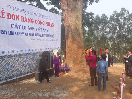 北江省千岁格木树被列入越南遗产树名录 ảnh 2