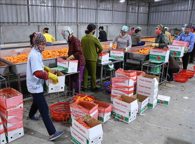 新冠肺炎疫情对越南农产品的影响和对策 努力把挑战变成机遇 ảnh 2