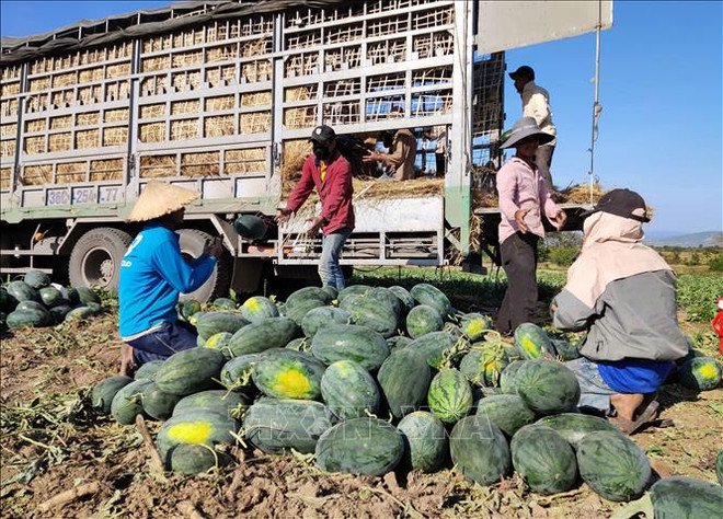 加强农产品生产管理 制定应对疫情有效方案 ảnh 1 加强农产品生产管理 制定应对疫情有效方案 ảnh 1