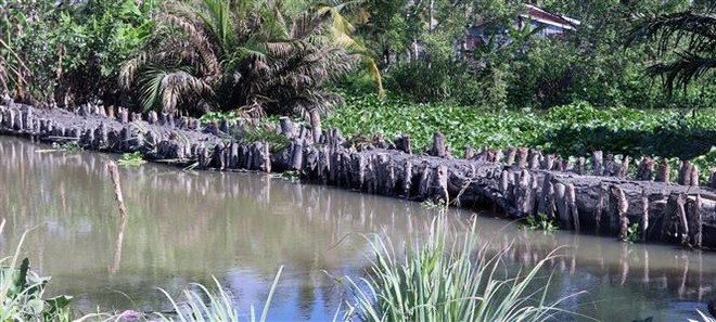 坚江省公布干旱和海水入侵灾情 ảnh 1 坚江省公布干旱和海水入侵灾情 ảnh 1