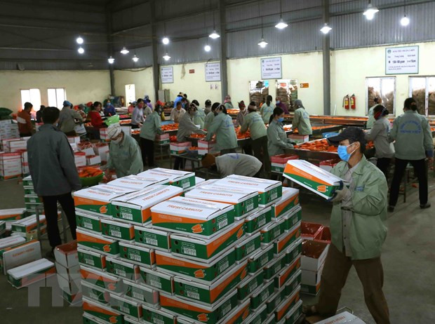 新冠肺炎疫情:制定农产品出口方案 ảnh 1 新冠肺炎疫情:制定农产品出口方案 ảnh 1
