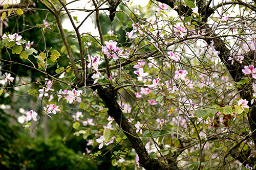 西北地区独特花种——羊蹄甲花在河内怒放 ảnh 1 西北地区独特花种——羊蹄甲花在河内怒放 ảnh 1