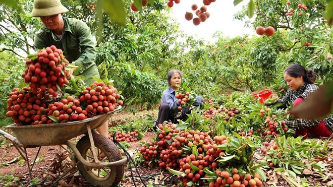 越南政府允许外国人入境北江省收购荔枝 ảnh 1 越南政府允许外国人入境北江省收购荔枝 ảnh 1