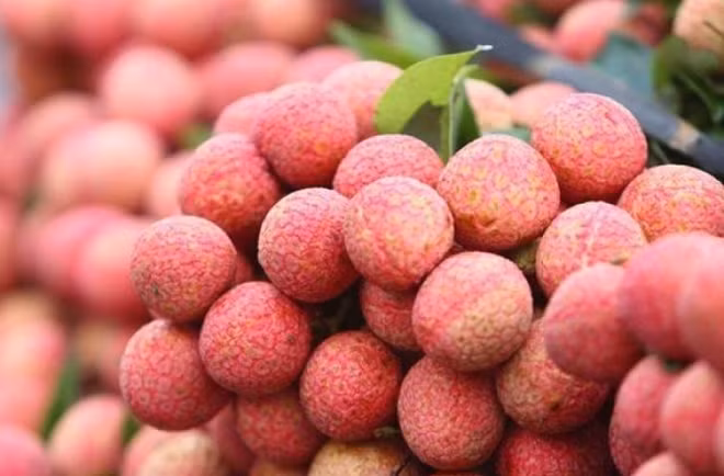 海阳荔枝上架电商平台Voso.vn ảnh 1