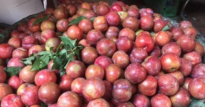 山罗省通过电商平台助力李子产业振兴 ảnh 1