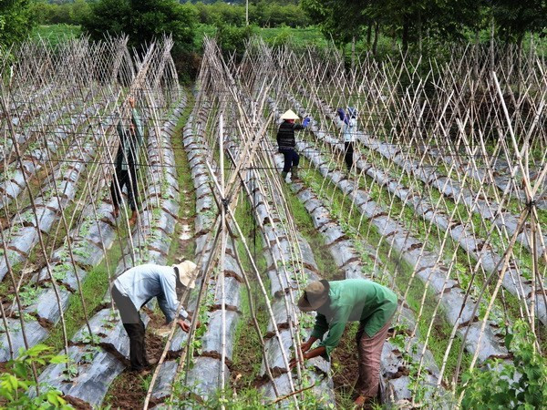 制定2021-2025年阶段合作社和集体经济组织发展计划 ảnh 1 制定2021-2025年阶段合作社和集体经济组织发展计划 ảnh 1