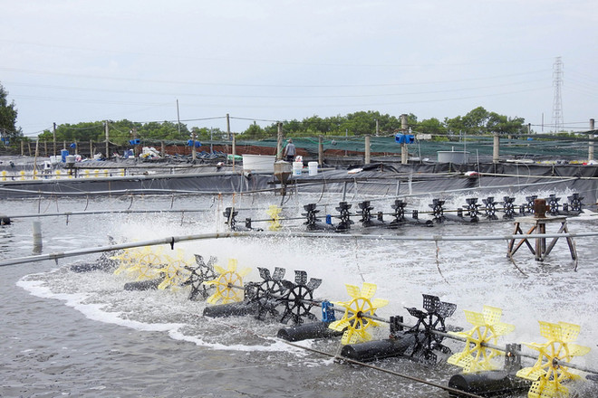 巴地头顿省发展持续的高科技农业 ảnh 1 巴地头顿省发展持续的高科技农业 ảnh 1