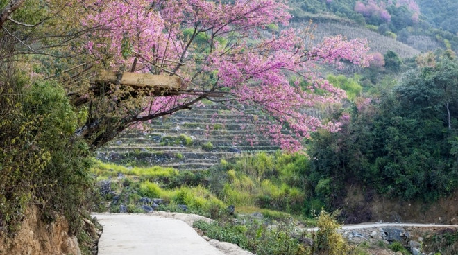 粉嫩的野桃竞相绽放 花浓浓春色染山林 ảnh 1 粉嫩的野桃竞相绽放 花浓浓春色染山林 ảnh 1