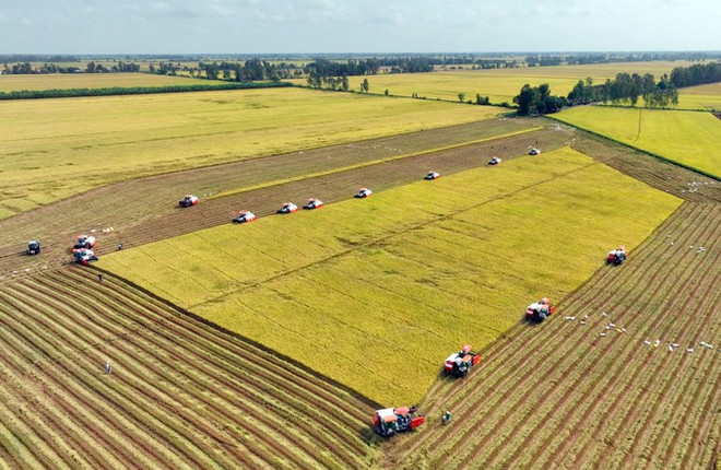 安江——九龙江三角洲地区稻米主产区 ảnh 1 安江——九龙江三角洲地区稻米主产区 ảnh 1