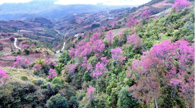 安沛省木江界野桃竞相绽放 ảnh 1