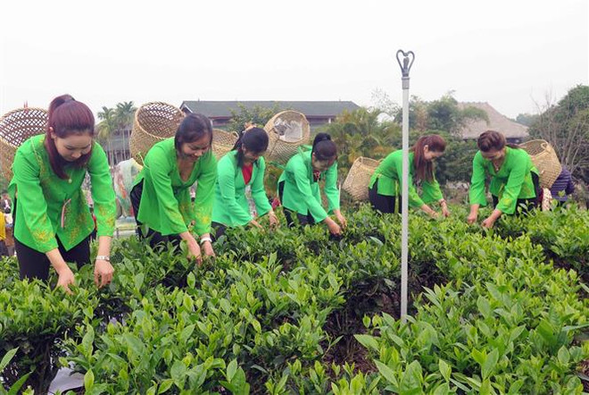 越南太原省“春茶香色–新疆特色茶区”节有助于推介当地茶叶产品 ảnh 1 越南太原省“春茶香色–新疆特色茶区”节有助于推介当地茶叶产品 ảnh 1