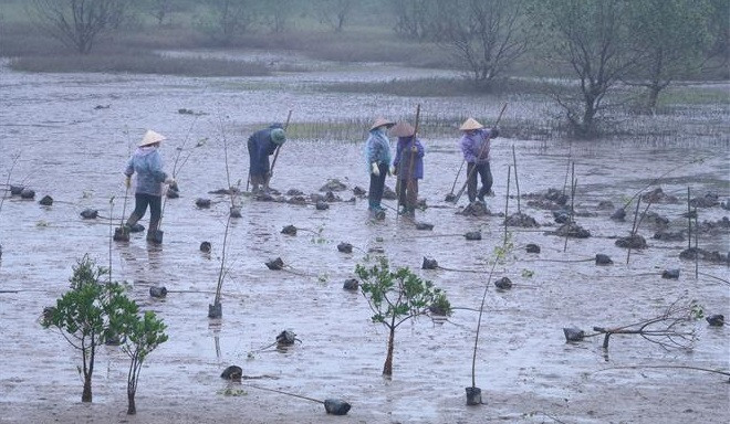 红河平原地区红树林恢复和可持续管理项目启动 ảnh 1 红河平原地区红树林恢复和可持续管理项目启动 ảnh 1